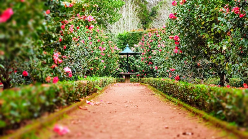 10 Tips for a Beautiful Garden: Secrets from Professional Gardening Services